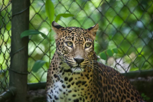 Léopard du Sri Lanka — Photo