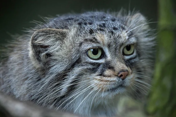 Selvagem Pallas gato — Fotografia de Stock
