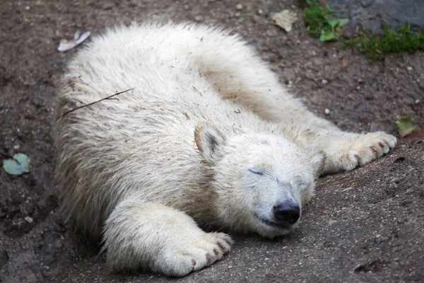 Pequeño oso polar —  Fotos de Stock
