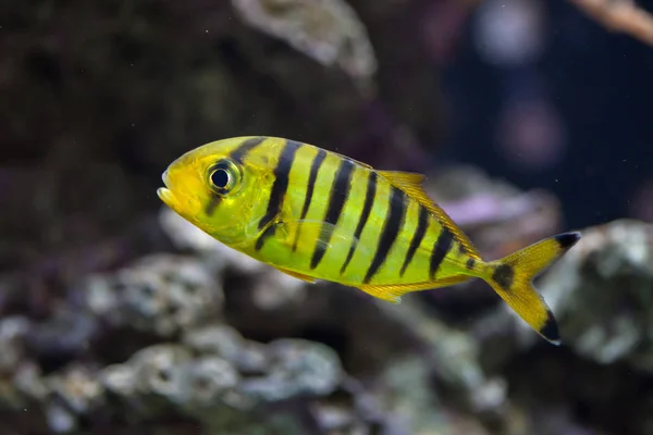 Altın trevally balık — Stok fotoğraf