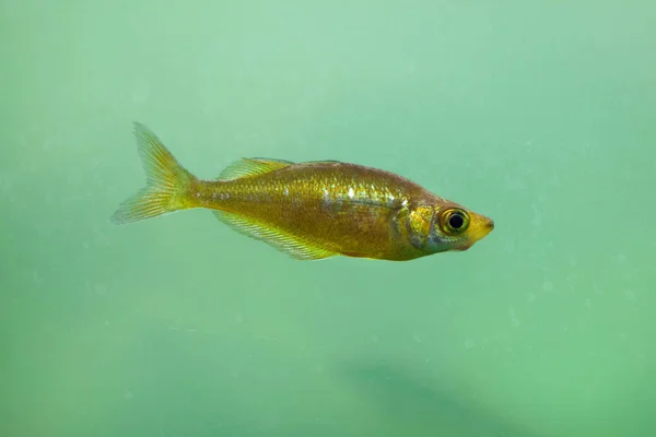 红 rainbowfish 水下 — 图库照片