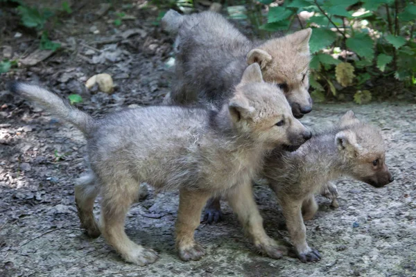 Arctic little wolves — Stock Photo, Image