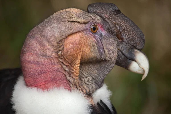 Andean condor bird — Stock Photo, Image