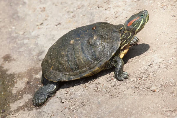 Red eared slider — Zdjęcie stockowe