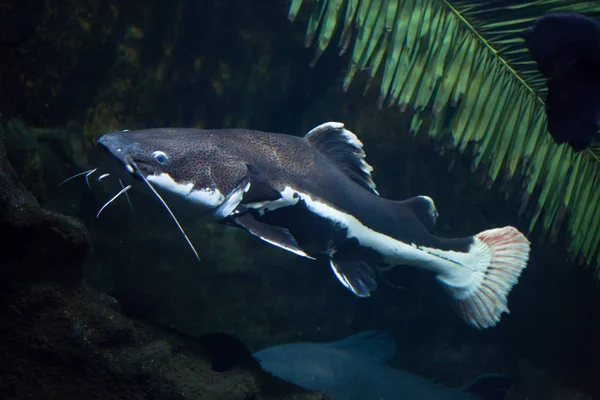 Peixe-gato de cauda vermelha subaquático — Fotografia de Stock