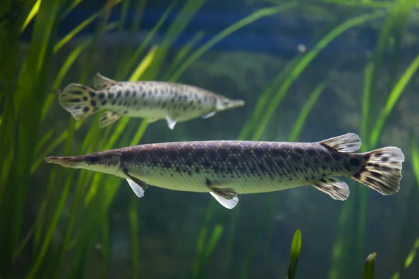 Spotted gar fish — Stock Photo, Image