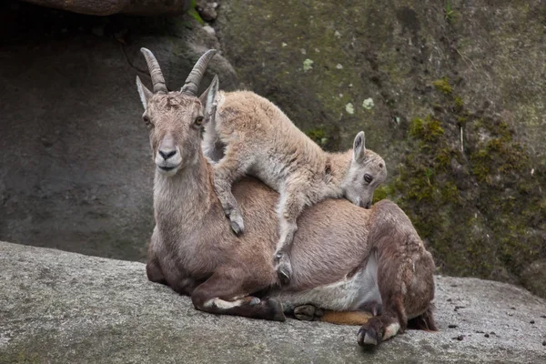 Alpské kozorožce zvířata — Stock fotografie