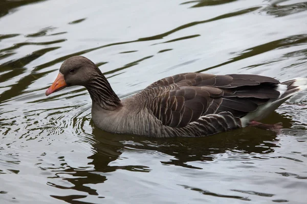 Wild Greylag goose — Stock Photo, Image