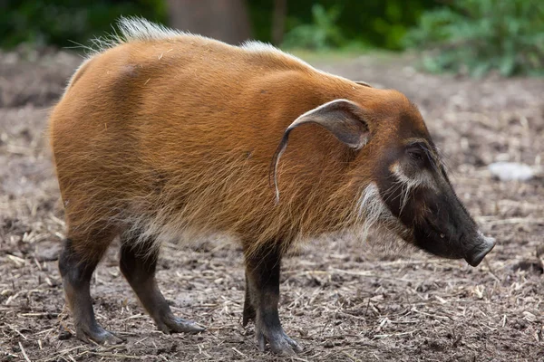 Röda floden hog — Stockfoto