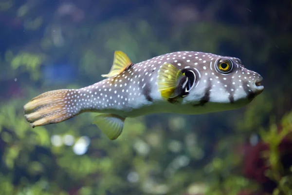 Puffer moteado blanco — Foto de Stock