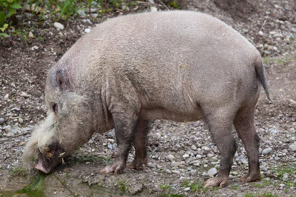 Borneose bebaarde varkens — Stockfoto