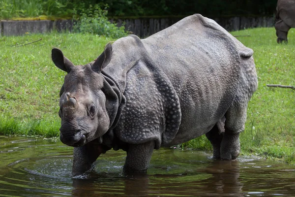 Rinoceronte salvaje indio — Foto de Stock