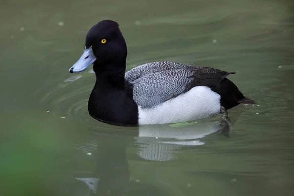 적은 scaup 새 — 스톡 사진