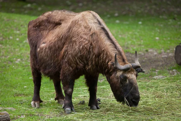 Çimenlerin üzerinde takin Mishmi — Stok fotoğraf