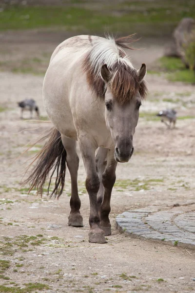 Beautiful Heck horse — Stock Photo, Image