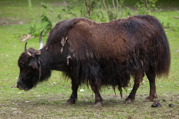 Yak doméstico na grama — Fotografia de Stock