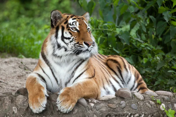 Schöner sibirischer Tiger — Stockfoto
