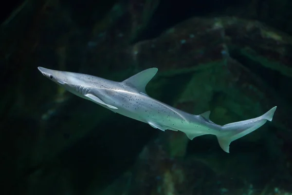 Bonnethead shark fish — Stock Photo, Image