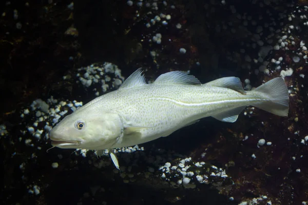 Atlantic cod Marine fish — Stock Photo, Image
