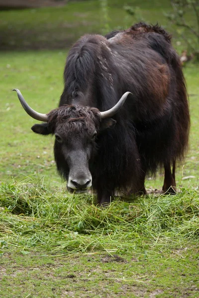 Domácí yak v trávě — Stock fotografie