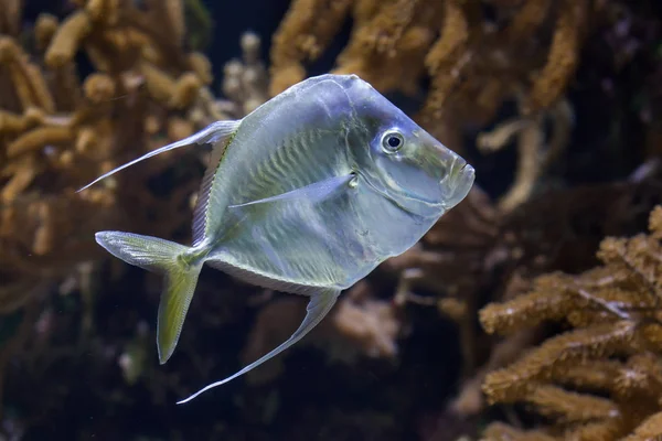 Lookdown Peces marinos — Foto de Stock