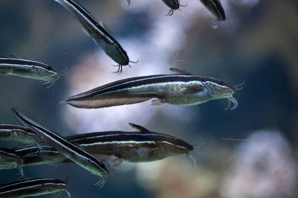 Bagre de anguila rayado —  Fotos de Stock