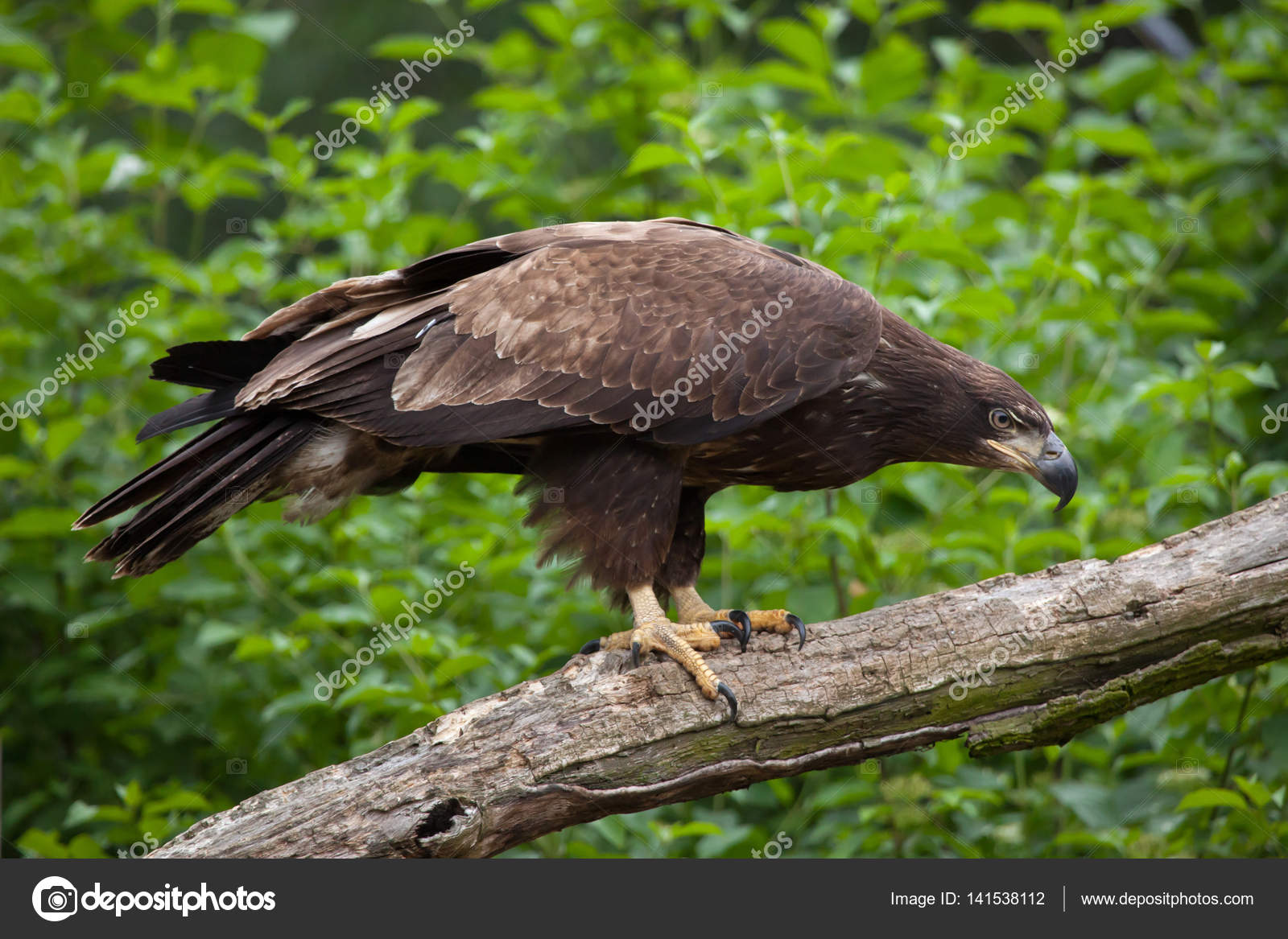 Images female bald eagle Female bald eagle — Stock Photo © wrangel