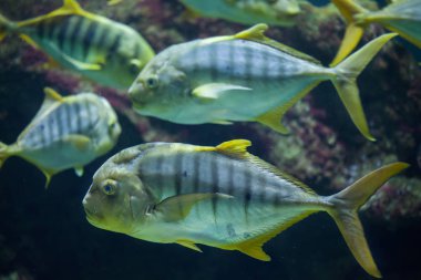 Altın trevallies (Gnathanodon speciosus)