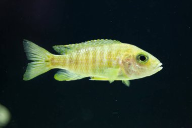 Maylandia hajomaylandi balık