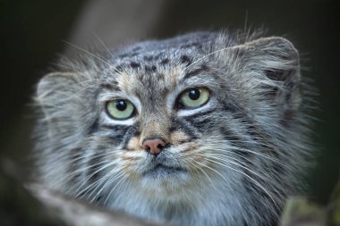 Pallas kedisi (Otocolobus manul)