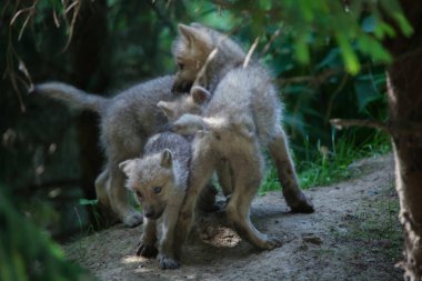 Kutup kurtları (Canis lupus arctos)