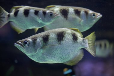 şeritli archerfishes (toxotes jaculatrix)