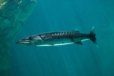 Büyük barracuda (Sphyraena barracuda)