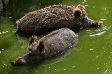 Yaban domuzu (Sus scrofa)