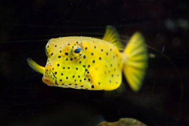 Sarı Boxfish (Ostracion cubicus)