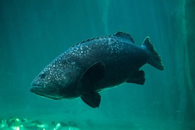 Dev orfoz (Epinephelus lanceolatus)