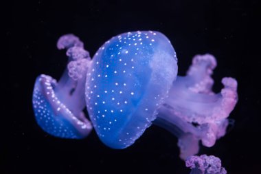 Avustralya benekli jellyfishes