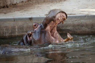su aygırı (su aygırı amphibius)