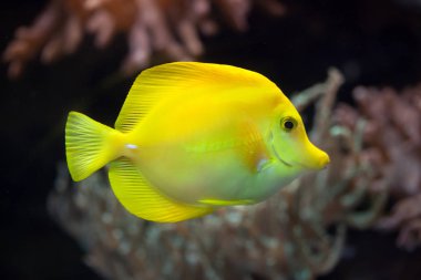 Sarı Tang (Zebrasoma flavescens)