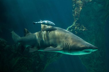 Canlı sharksucker ve kum kaplan köpek balığı.