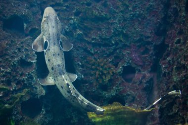 Epaulette shark (Hemiscyllium ocellatum) clipart