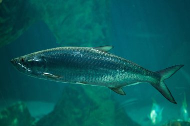 Atlantik tarpon (Megalops atlanticus)