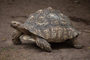 leopar kaplumbağa (stigmochelys pardalis)