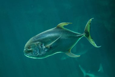 Kocagözlü trevally (Caranx sexfasciatus)