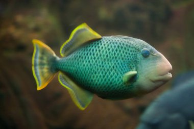 Yellowmargin deniz triggerfish