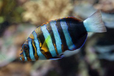 Palyaço deniz tuskfish 