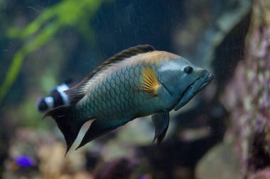Slingjaw wrasse deniz balık.