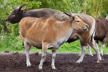 Javan bantengs (Bos javanicus)  