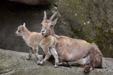 Alp ibexes (Capra ibex dağ keçisi)
