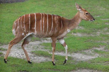 Nyala (yayılım gösterir: angasii)